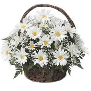 Magnificently White Flowers Magnificently White Flowers