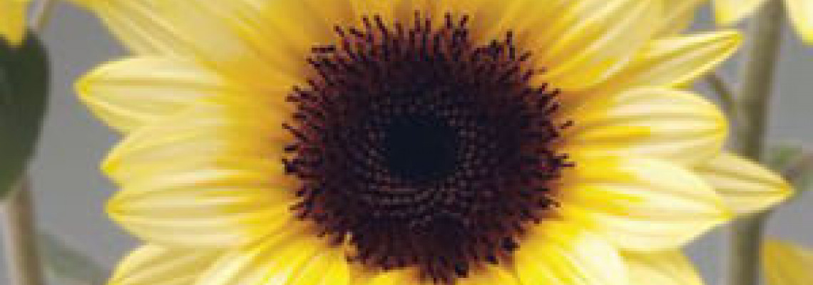 Cheerful and Bright Sunflowers