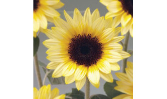 Cheerful and Bright Sunflowers