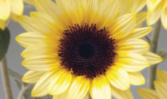 Cheerful and Bright Sunflowers Cheerful and Bright Sunflowers