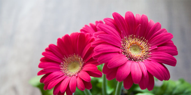 Fresh Flowers Delivery in Pakistan